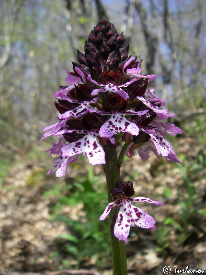 Изображение особи Orchis purpurea.