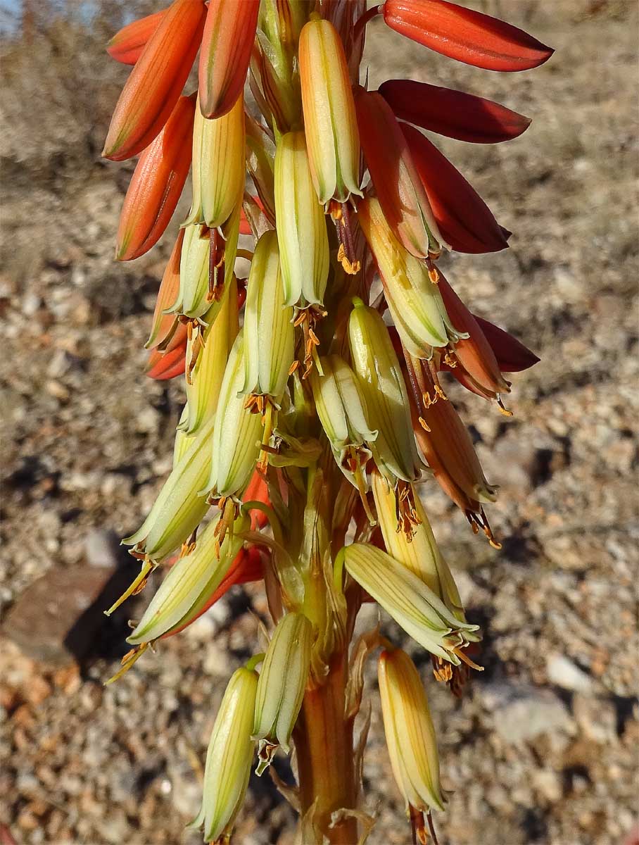 Image of Aloe gariepensis specimen.