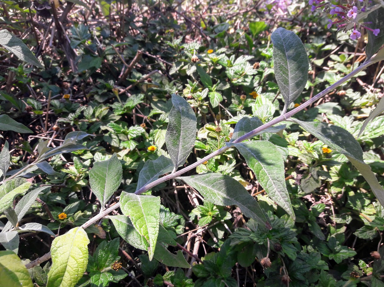 Изображение особи Buddleja davidii.