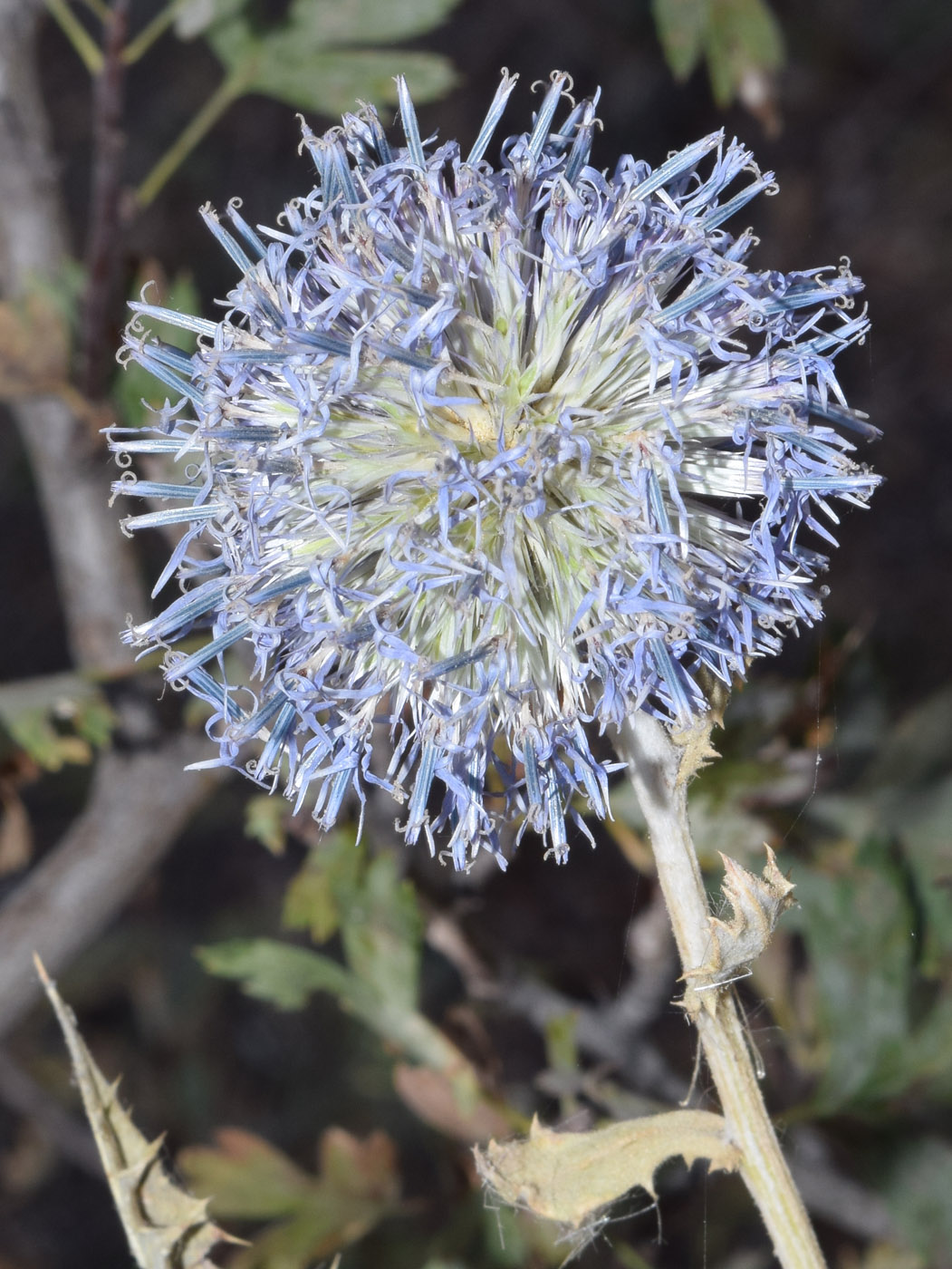 Изображение особи Echinops karatavicus.