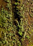 genus Cladonia