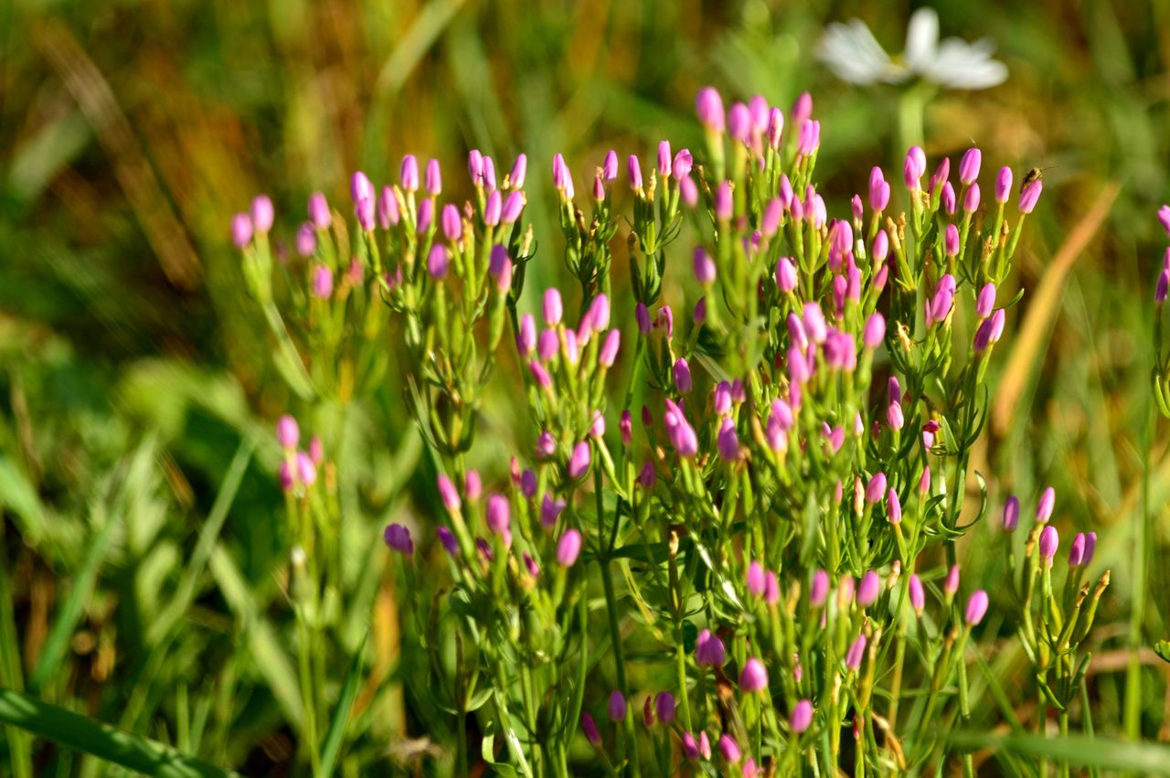 Изображение особи род Centaurium.