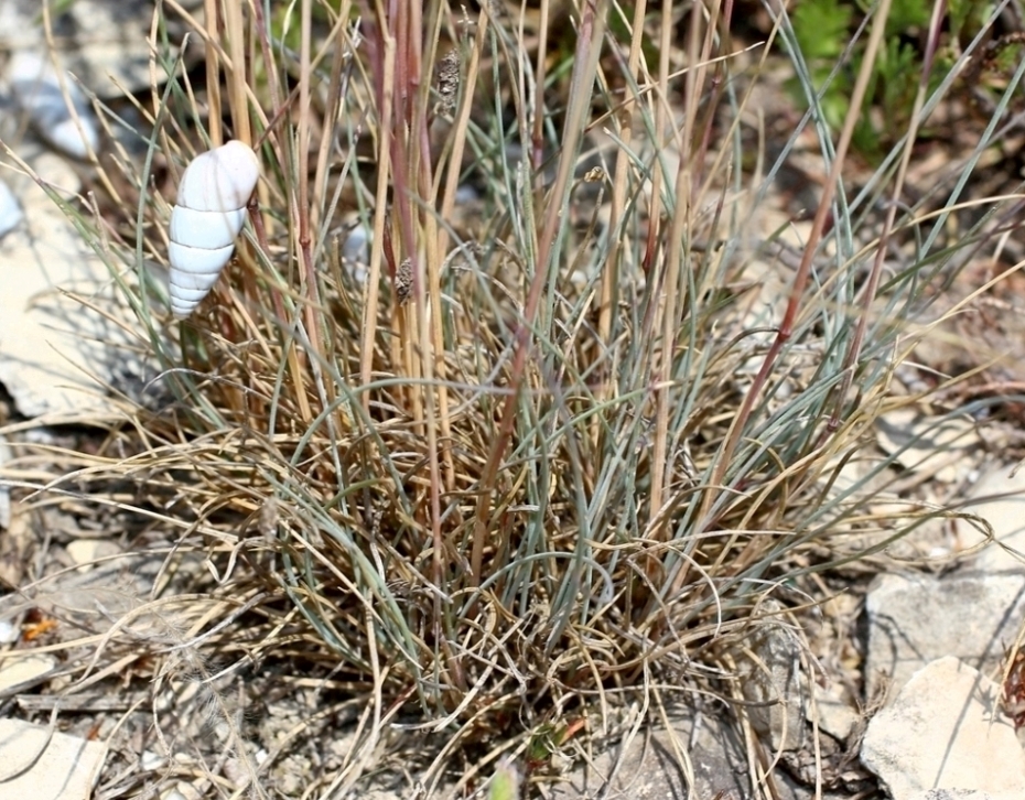 Image of Festuca callieri specimen.