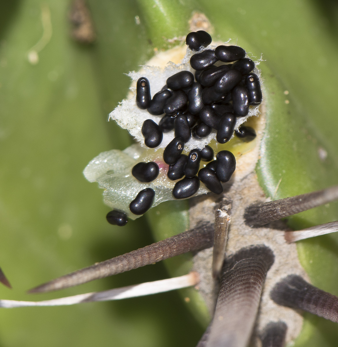 Изображение особи Ferocactus wislizeni.