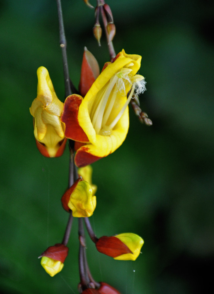 Image of Thunbergia mysorensis specimen.