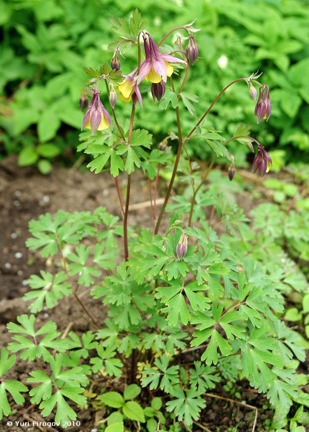 Изображение особи Aquilegia oxysepala.