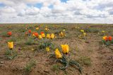 Tulipa borszczowii