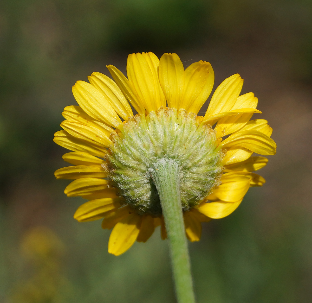 Image of Anthemis tinctoria specimen.