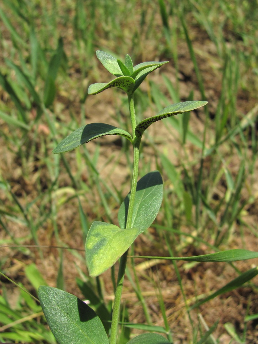 Image of Vinca herbacea specimen.