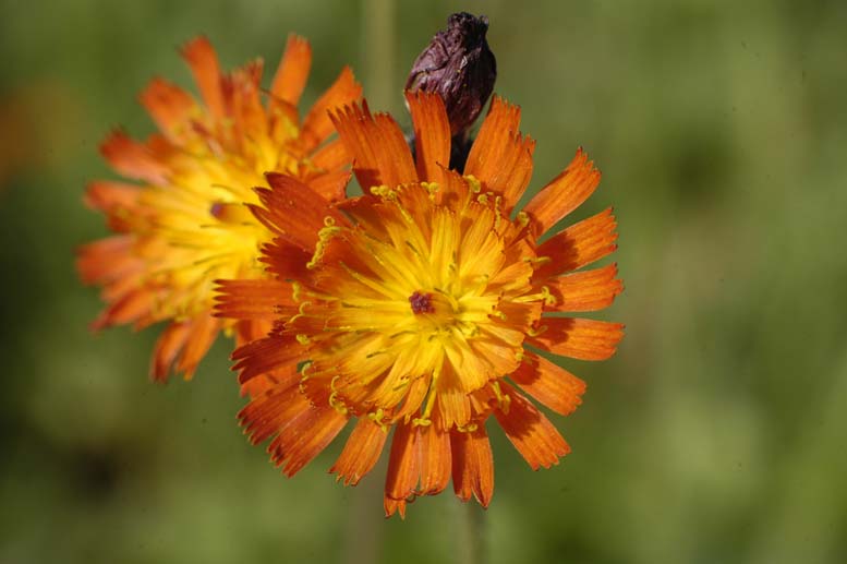 Image of Pilosella aurantiaca specimen.