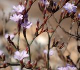 Limonium virgatum. Части веточек с цветками. Греция, Эгейское море, о. Парос, окр. пос. Дриос; каменистый берег моря. 04.06.2018.