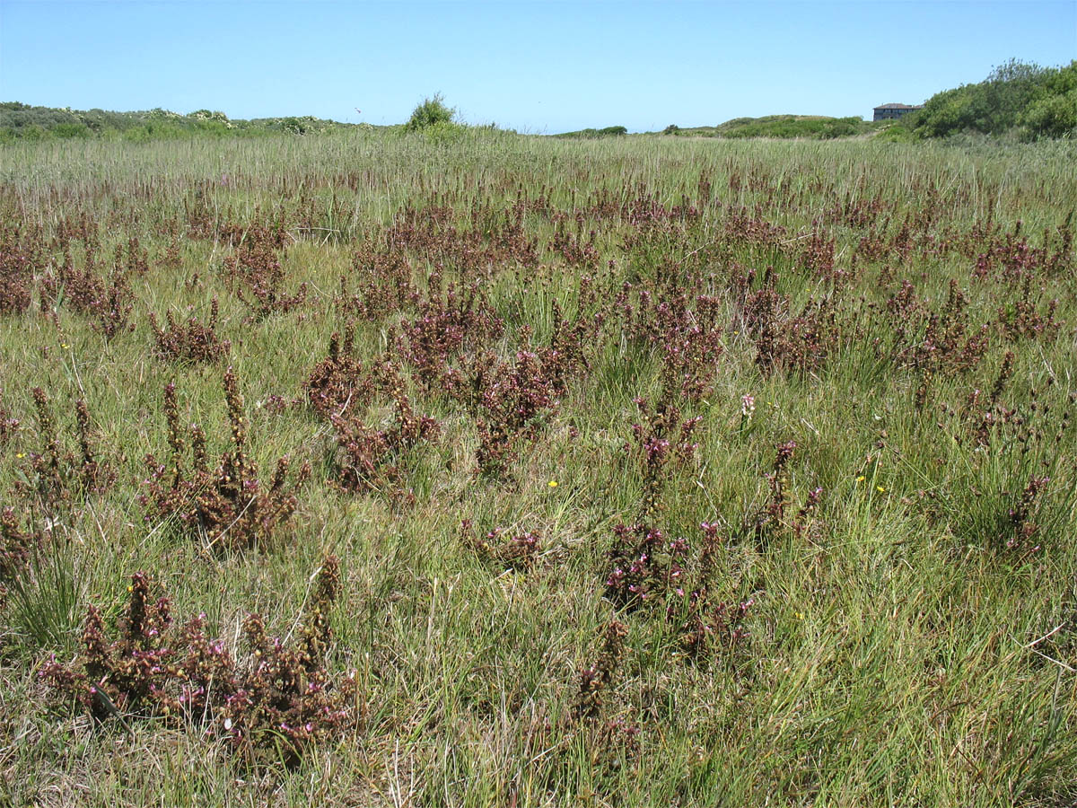 Image of Pedicularis palustris specimen.