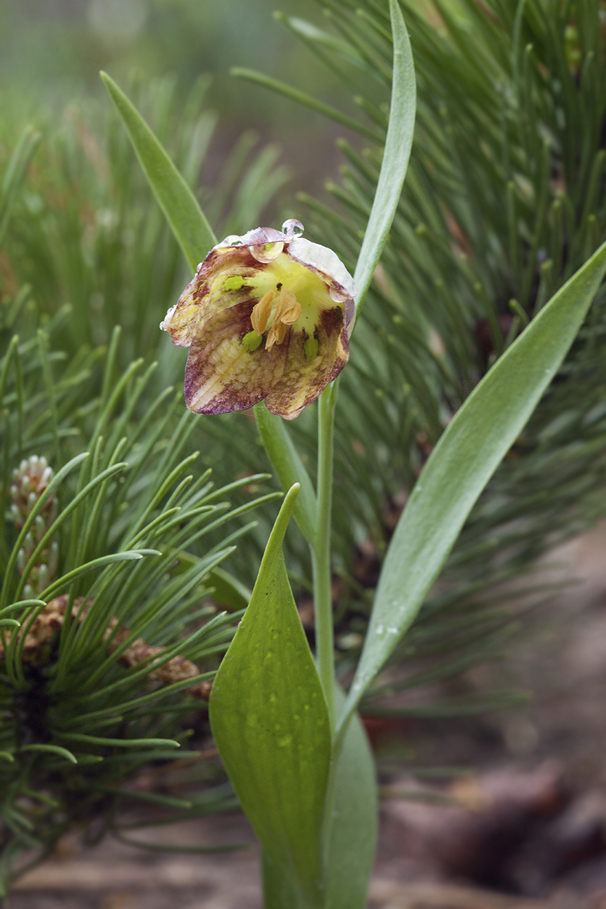 Image of Fritillaria amana specimen.