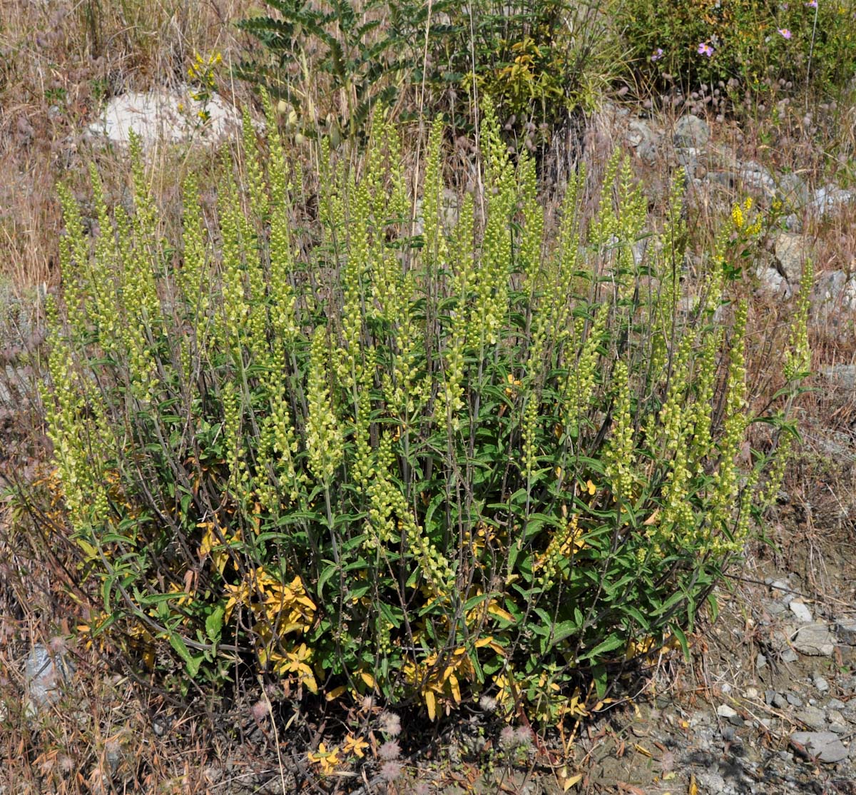 Image of Teucrium kotschyanum specimen.