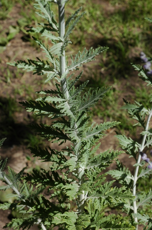 Image of Perovskia atriplicifolia specimen.