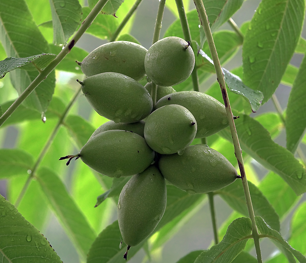 Image of Juglans mandshurica specimen.