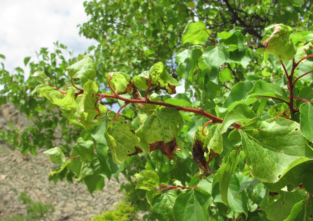 Image of Armeniaca vulgaris specimen.