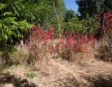 Erythrina herbacea