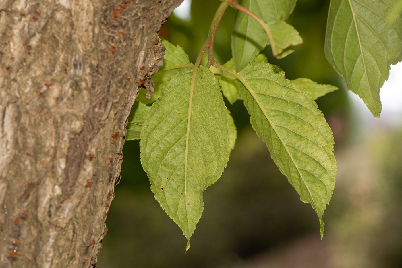 Изображение особи Prunus campanulata.