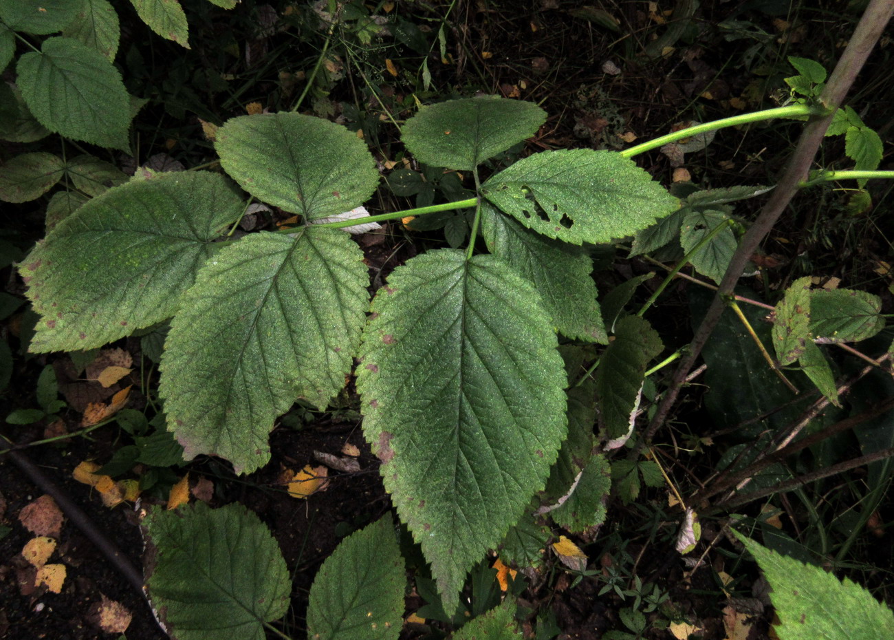 Изображение особи род Rubus.