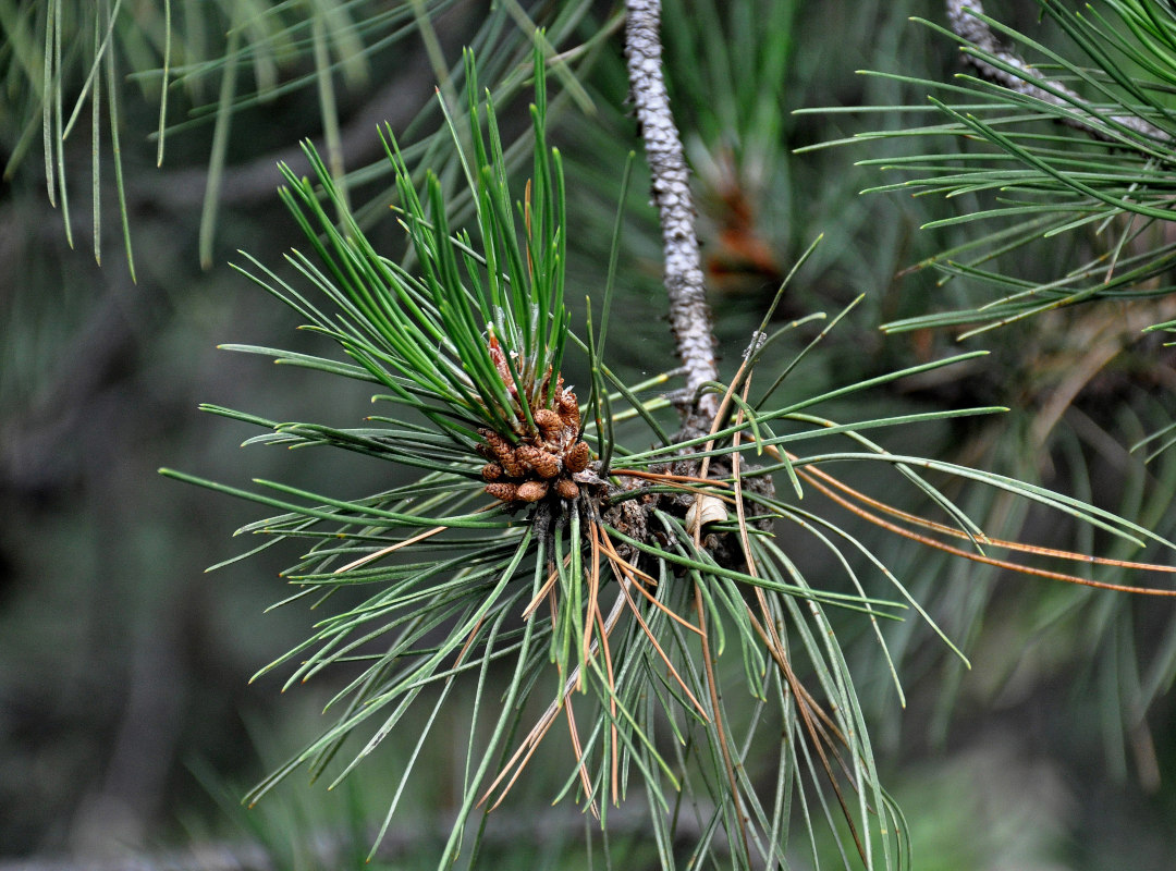 Image of genus Pinus specimen.