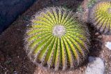 Echinocactus grusonii