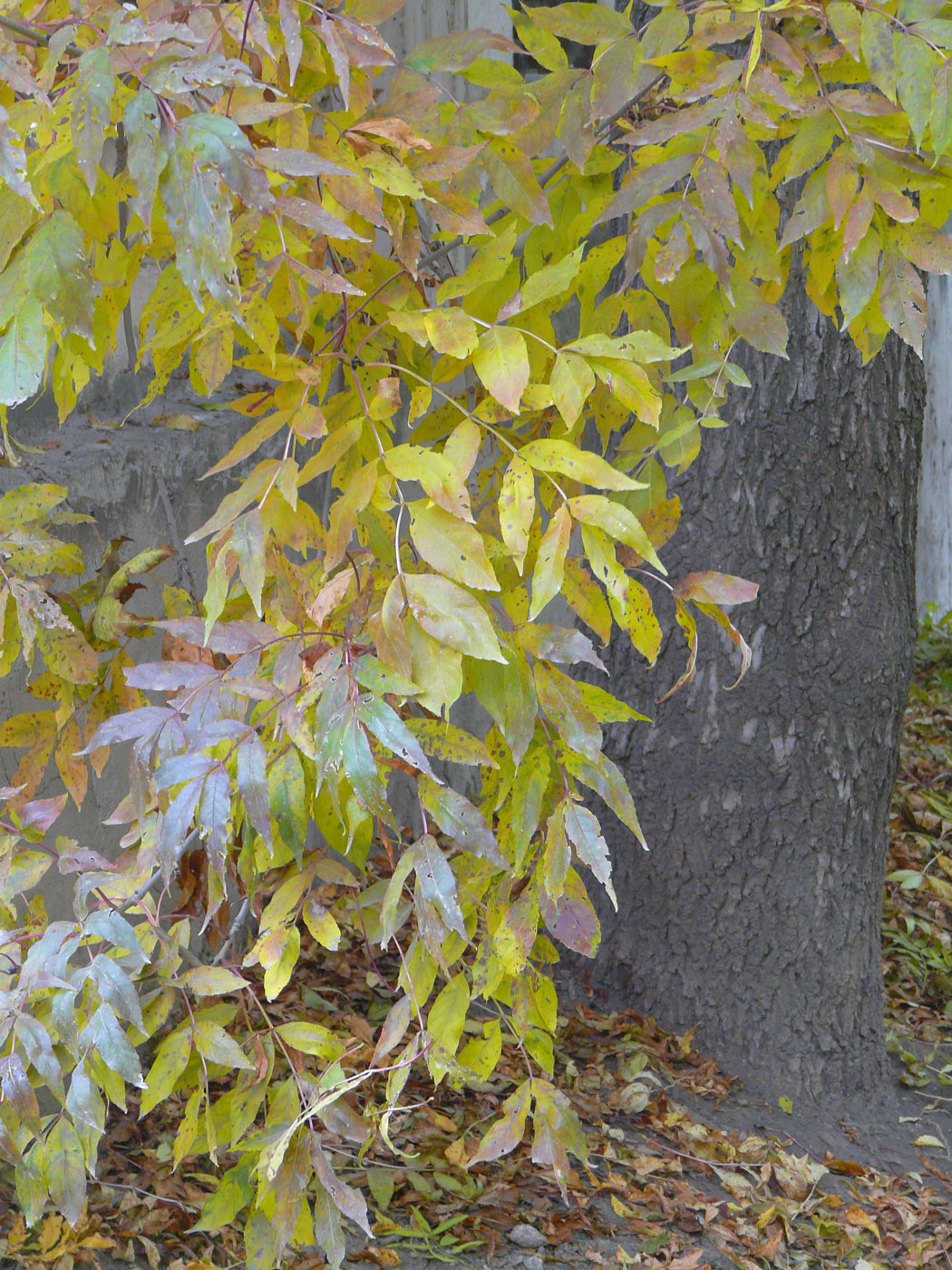 Image of Fraxinus excelsior specimen.