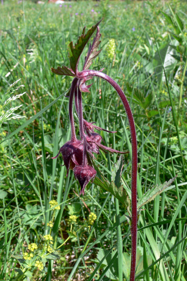 Image of Geum rivale specimen.