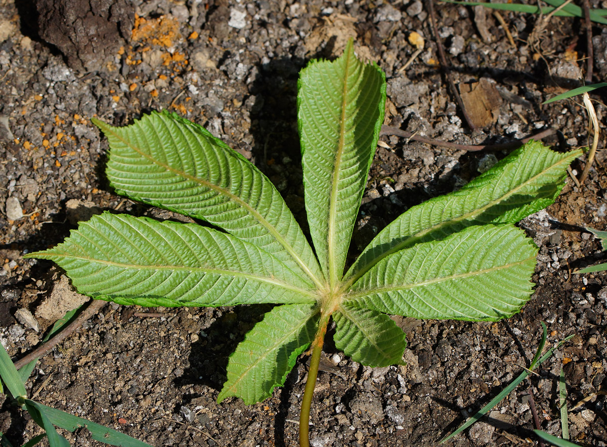 Image of Aesculus hippocastanum specimen.