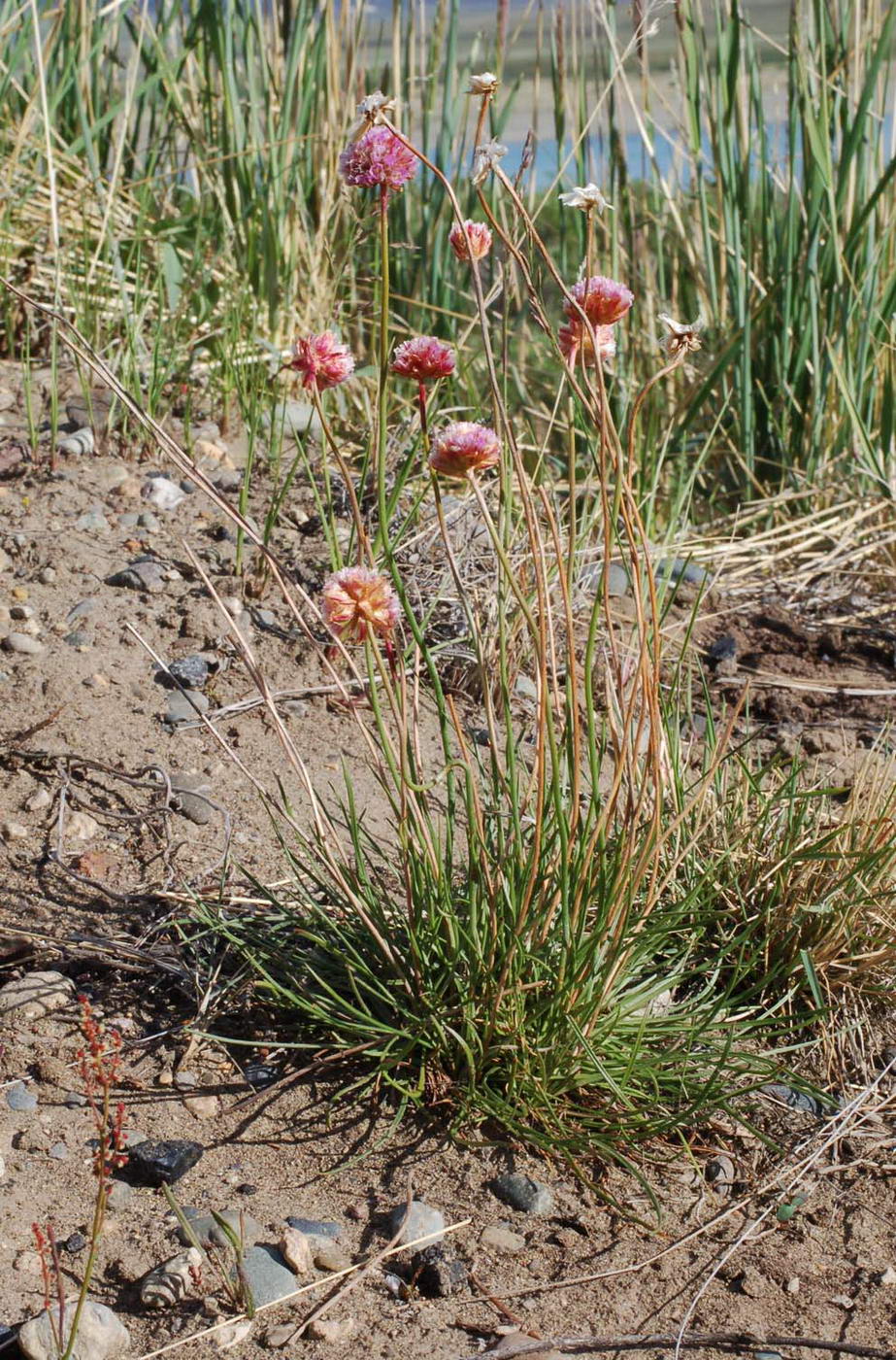 Image of Armeria scabra specimen.