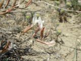 Astragalus pseudotataricus. Соцветие. Краснодарский край, сухой южный склон над р. Ея у станицы Шкуринская. 25.04.2020.