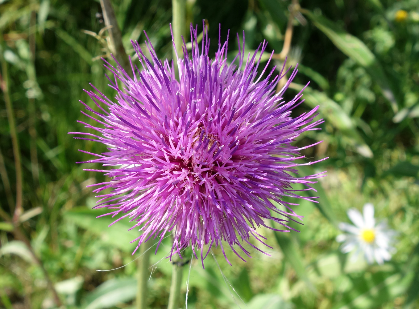 Image of Cirsium maackii specimen.