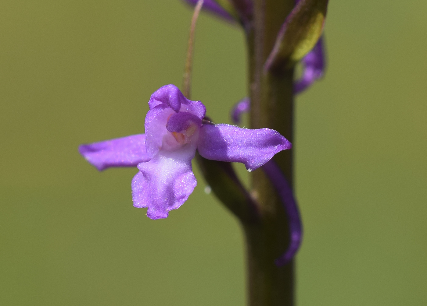 Изображение особи Gymnadenia conopsea.