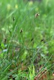 Carex praecox. Цветущие растения. Тульская обл., окр. пос. Дубна, опушка леса \"Сосны\". 22.05.2020.