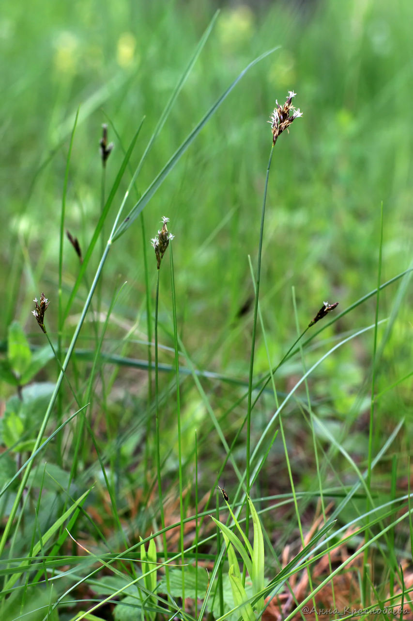 Image of Carex praecox specimen.