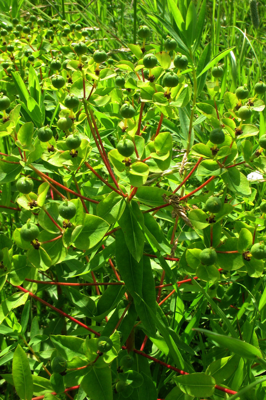 Изображение особи Euphorbia semivillosa.