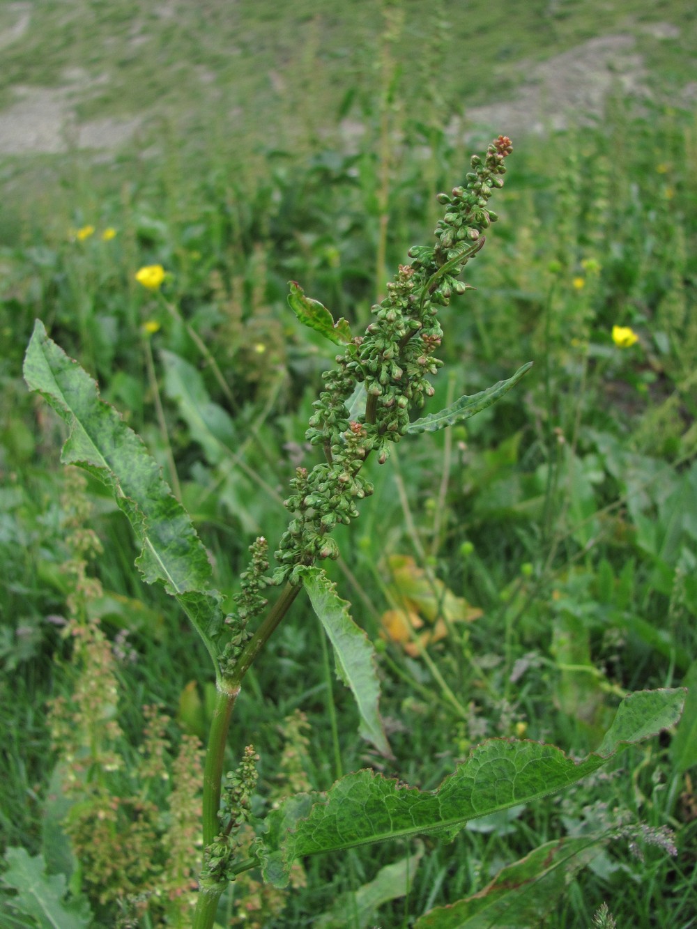 Image of Rumex longifolius specimen.