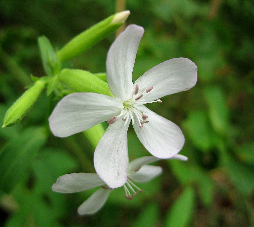 Image of Saponaria officinalis specimen.