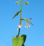 Смотреть изображение Circaea lutetiana