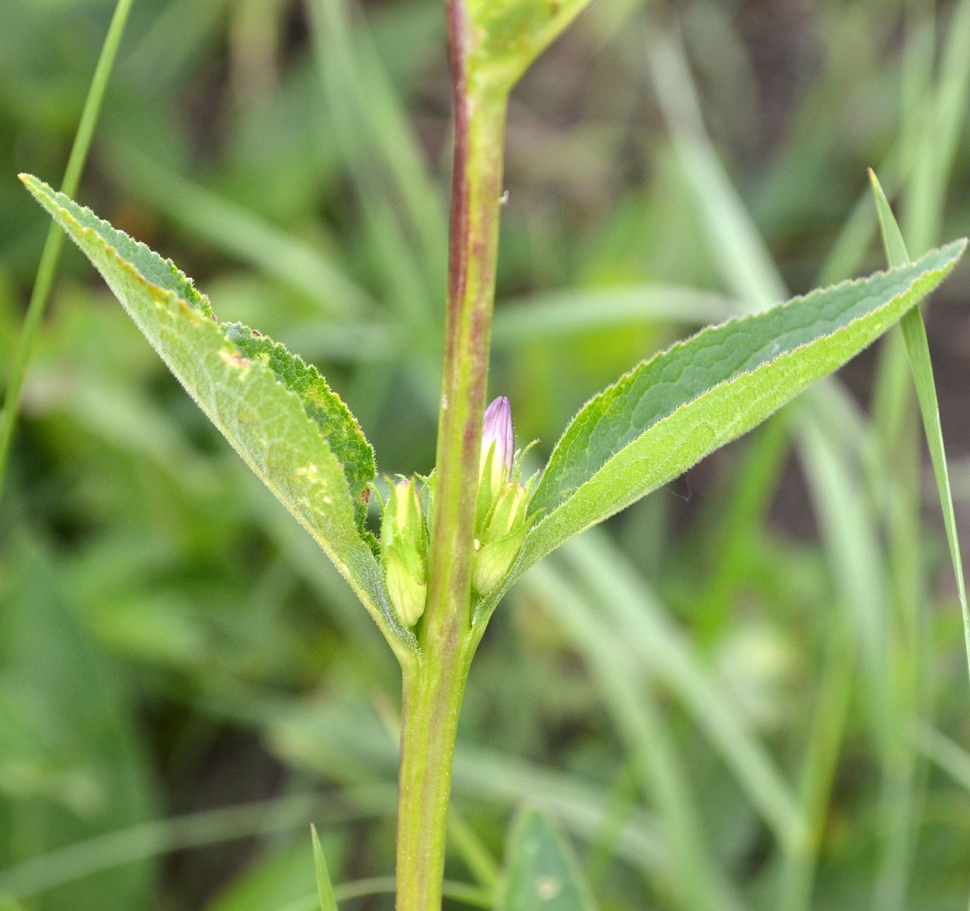 Image of Campanula glomerata specimen.