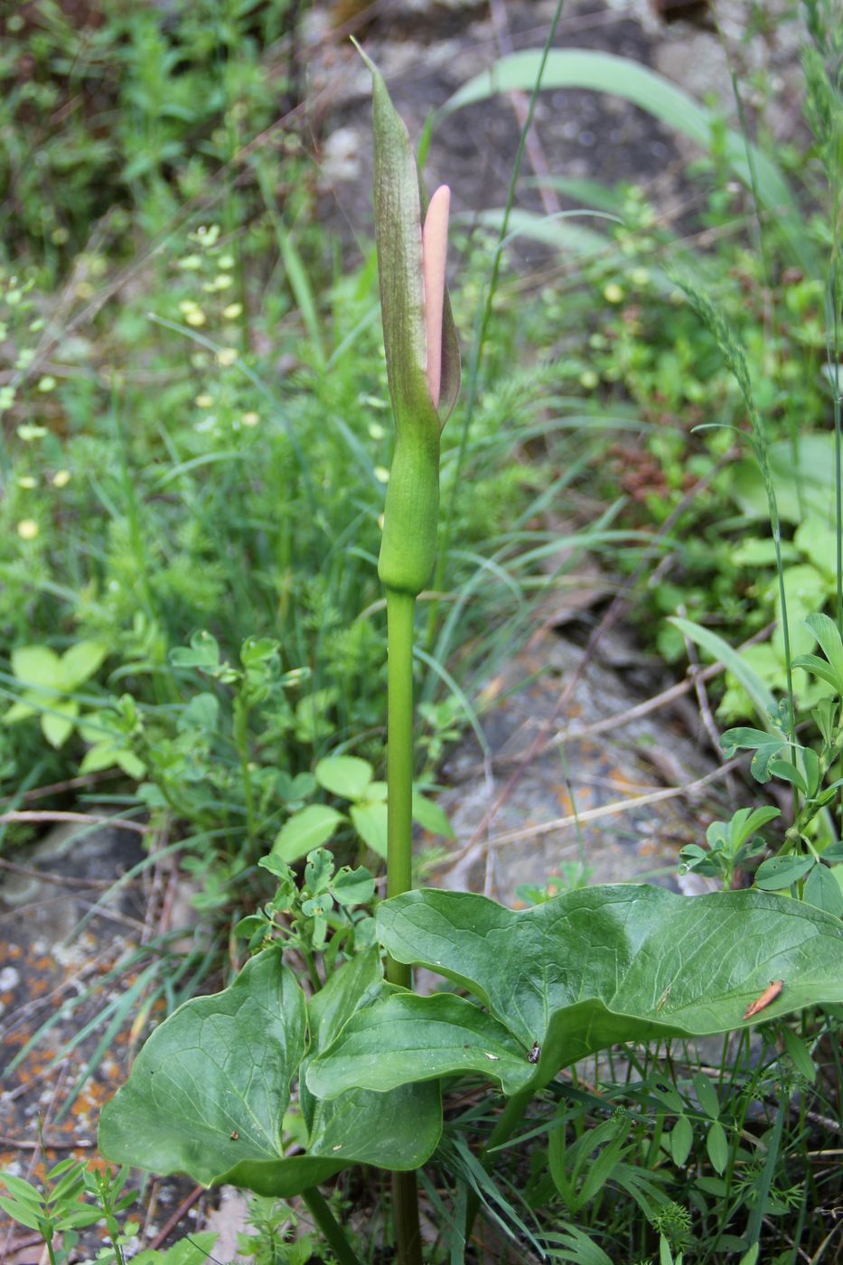 Изображение особи Arum korolkowii.