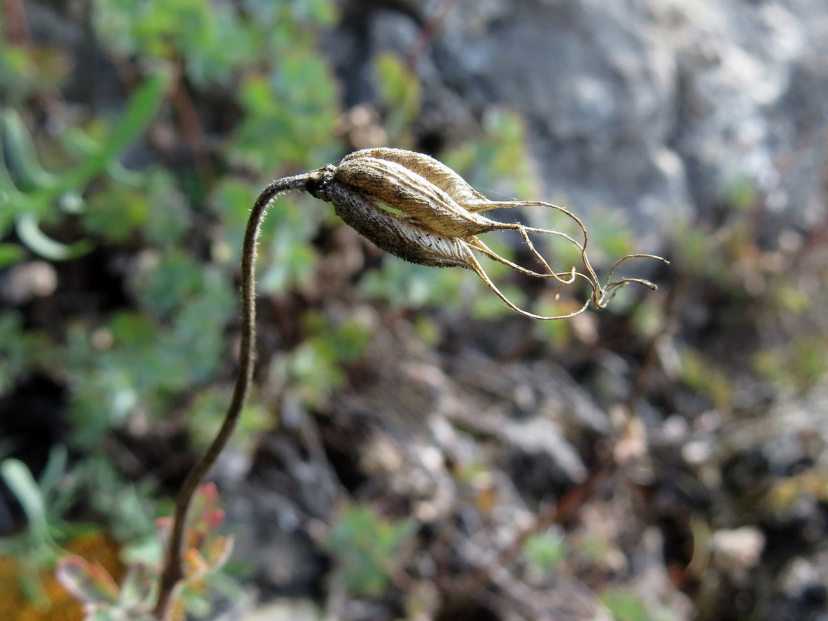 Image of Aquilegia tuvinica specimen.