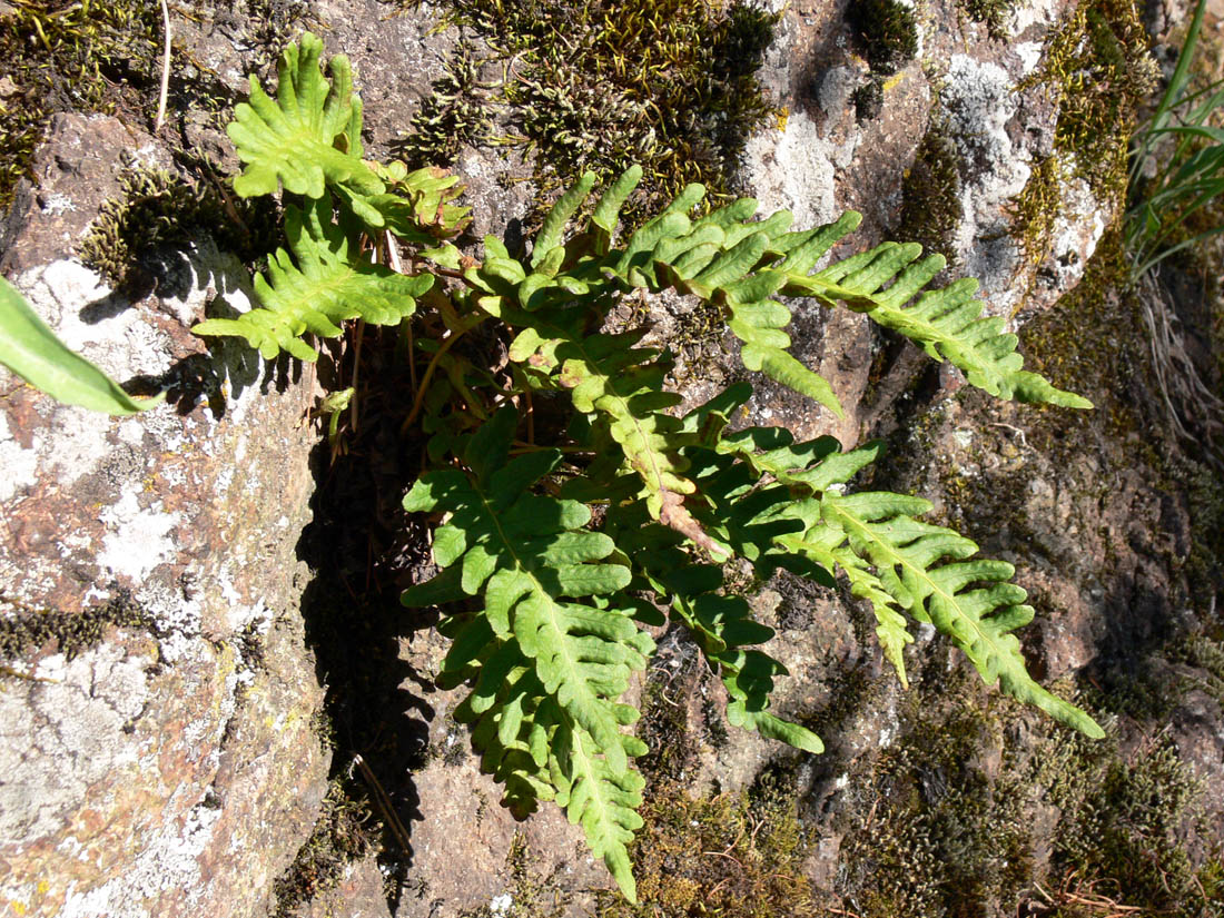 Image of Polypodium vulgare specimen.