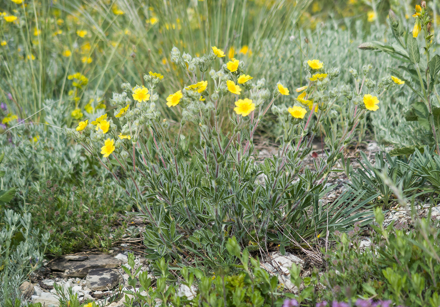 Изображение особи Potentilla taurica.