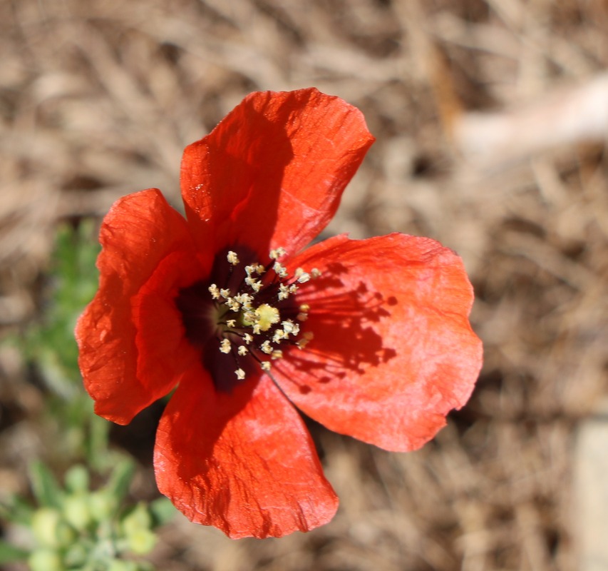 Image of Roemeria refracta specimen.