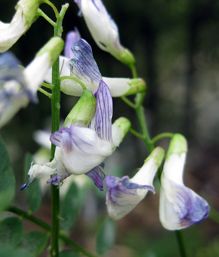 Image of Vicia sylvatica specimen.