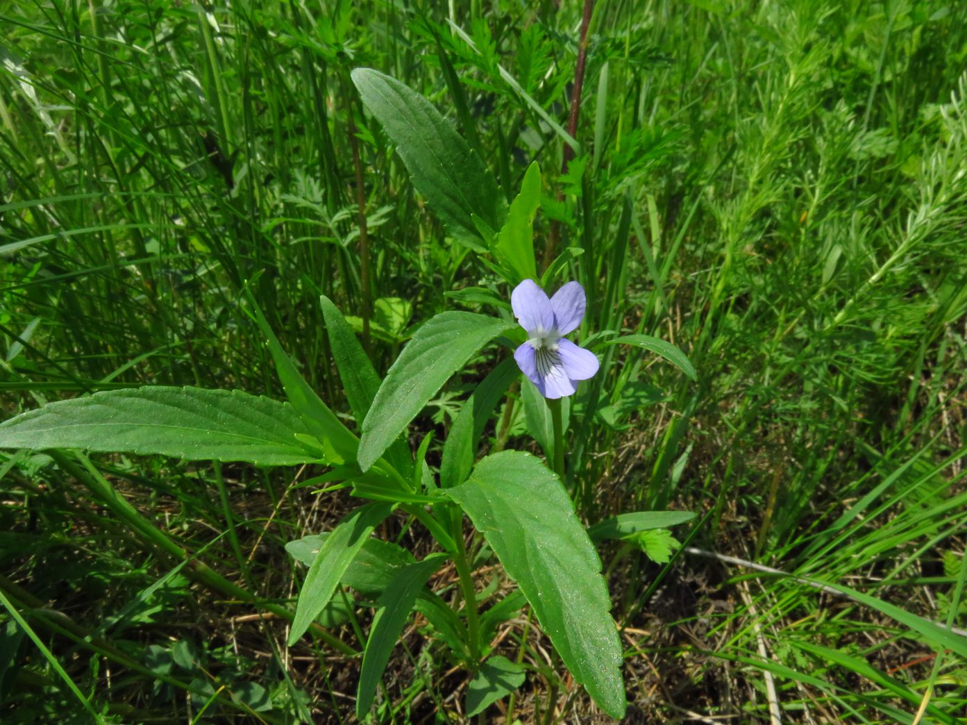 Image of Viola pumila specimen.