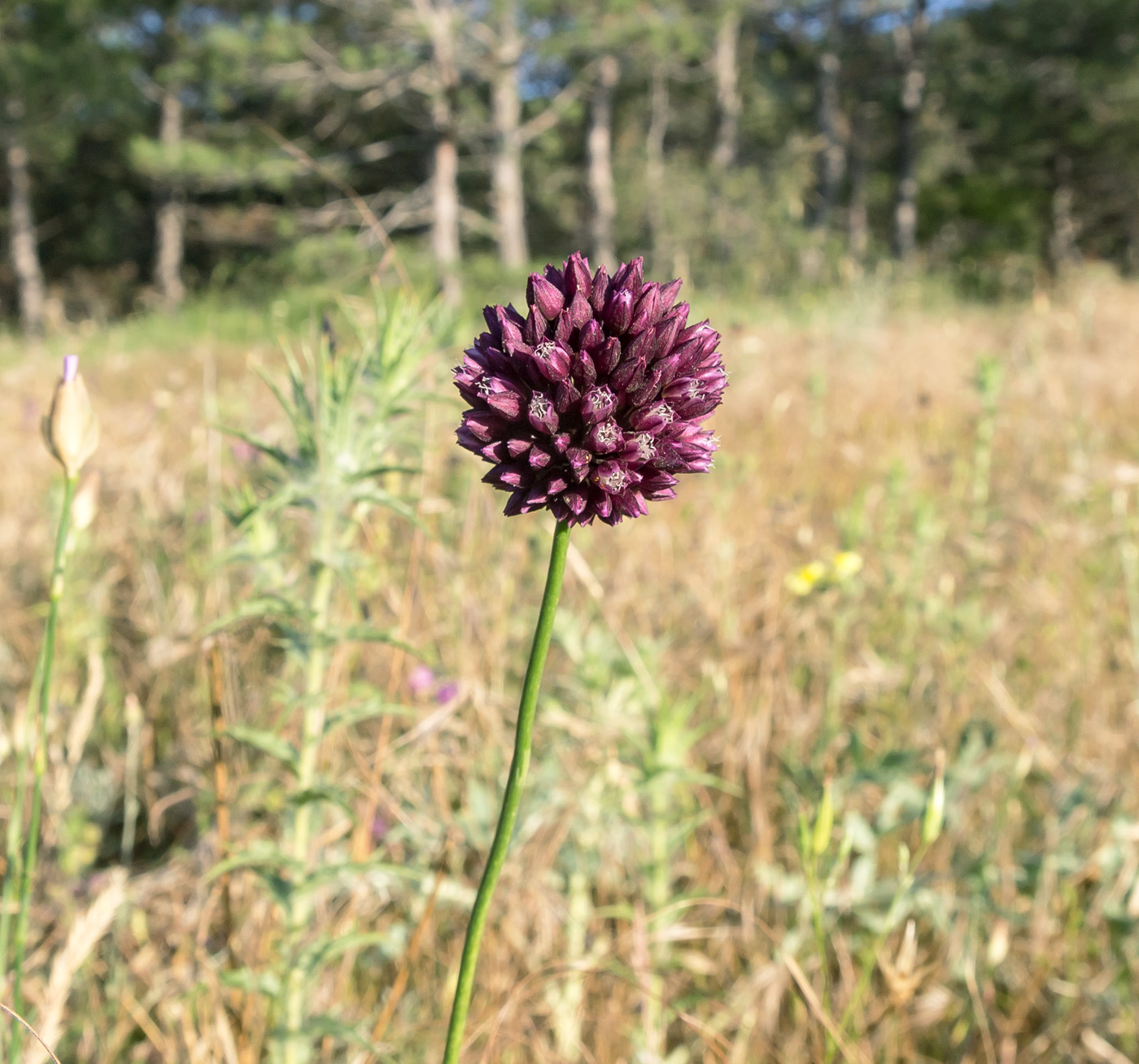 Image of Allium rotundum specimen.