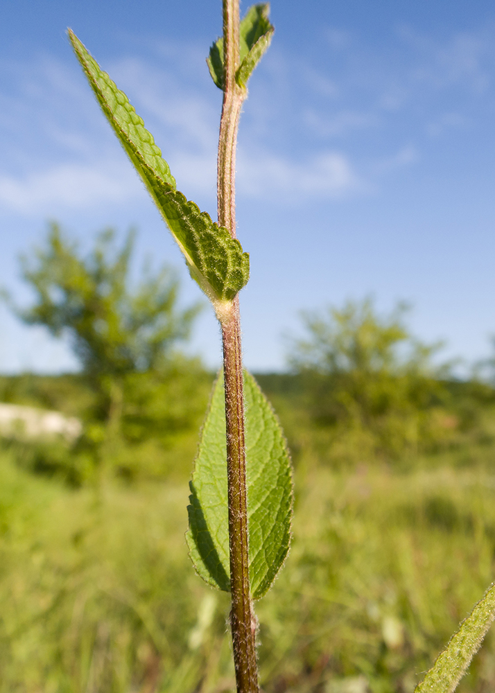 Изображение особи род Verbascum.