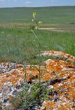 Sisymbrium orientale